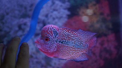 flowerhorn louhan fish