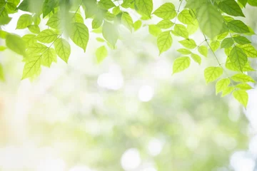 Poster Close up van natuur weergave groene Millingtonia hortensis blad op wazig groen achtergrond met bokeh en kopieer ruimte met als achtergrond natuurlijke planten landschap, ecologie behang concept. © Montri Thipsorn