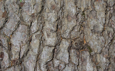 The texture of the bark of a forest tree