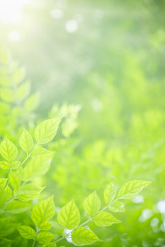 Close up of nature view green Millingtonia hortensis leaf on blurred greenery background with bokeh and copy space using as background natural plants landscape, ecology wallpaper concept.