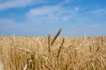 ears of wheat against the blue sky