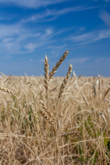 ears of wheat against the blue sky