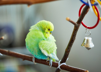 rainbow wavy parrot cleans feathers
