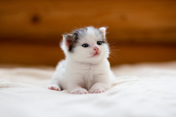 little cute fluffy white kitten with black spots lying on a beige blanket and looking to the right
