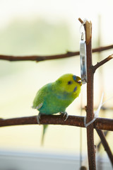 rainbow budgie plays with a mirror