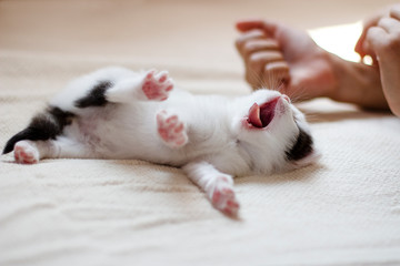 Fototapeta na wymiar a small fluffy kitten of white color with black spots lies on a white blanket, yawns, spreads its paws with claws in the soft daylight, next to the child's hands