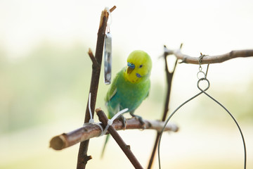 rainbow budgie plays with a mirror
