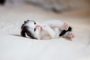 a small pretty fluffy playful kitten lies on a light blanket, licks a foot