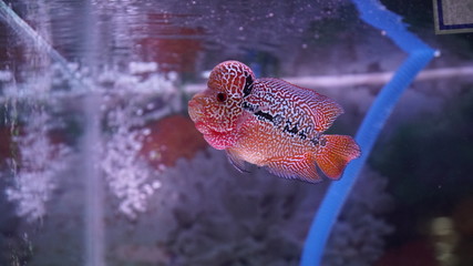 Louhan flowerhorn fish