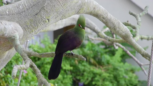 Guinea turaco (Tauraco persa) close up grooming, also known as the green turaco or green lourie in the rainforest of west Africa.