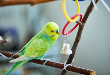 rainbow budgerigar plays with a bell