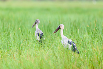Obraz na płótnie Canvas Two birds that are in pair of Asian Openbill in the meadow