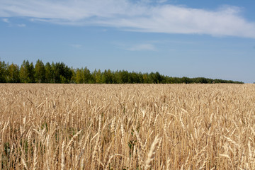 Golden wheat field passing into the blue sky through a strip of green forest