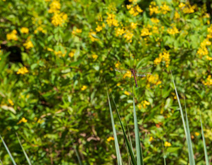 Dragonfly with a background of yellow flowers