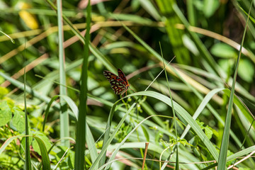 orange butterfly on a leaf