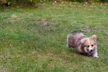 The Welsh corgi Pembroke fluffy runs across the grass in a green meadow - image