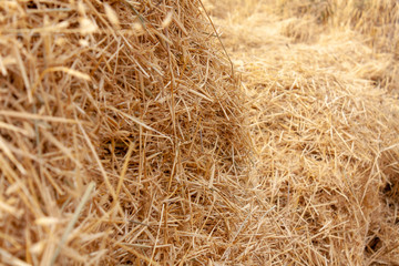 straw lying in stacks on the field
