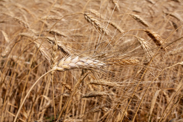 field of ripe Golden wheat (closeUP)