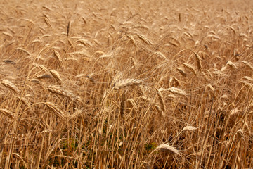 field of ripe Golden wheat (closeUP)