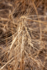 field of ripe Golden wheat (closeUP)