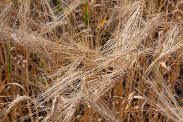 field of ripe Golden wheat (closeUP)