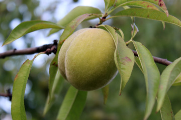 Unripe peach in a peach tree