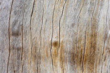 Fototapeta premium old wood for background or texture