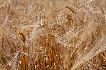 field of ripe Golden wheat (closeUP)