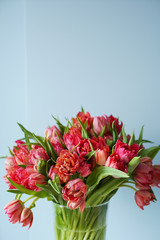 Beautiful bouquet of red tulips in a glass vase on a white table in a bright interior . Against a light blue wall.