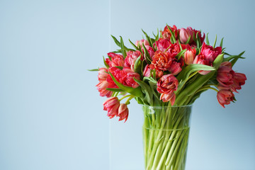 Beautiful bouquet of red tulips in a glass vase on a white table in a bright interior . Against a light blue wall.