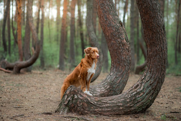dog in the forest. Crooked forest in Poland. Pet traveler. Nova Scotia Duck Tolling Retriever for a...