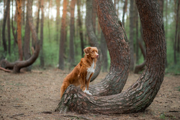 dog in the forest. Crooked forest in Poland. Pet traveler. Nova Scotia Duck Tolling Retriever for a walk