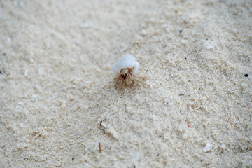 Einsiedlerkrebs am Strand