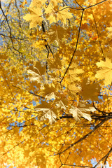 Yellow maple leaves. Golden autumn in the Moscow region.