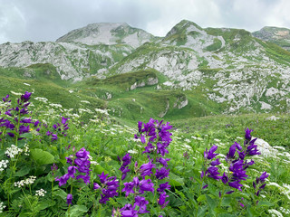 Fototapeta premium Abkhazia, Arabica plateau in foggy summer morning. Flowering deep-belled flowers