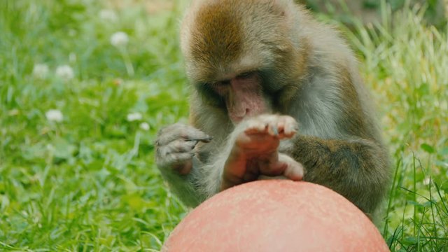 Japanese macaque in its affairs - scratches a paw, plays with a ball