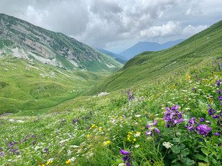 Abkhazia,  Arabica plateau in foggy summer morning. Flowering deep-belled flowers