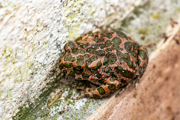 Close-up of European green toad, Bufo viridis on a concrete fence in the village of Krum, Southern Bulgaria, selective focus, dorsal view