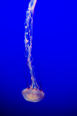 Jellyfish Moving Down