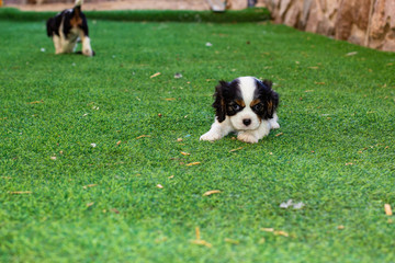 Naklejka na ściany i meble King Charles Cavalier dog black and white puppy portrait nice laying pose on green grass synthetic back yard floor and unfocused blurred background with empty space for copy or text