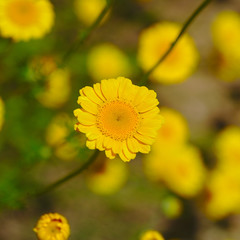 fleur d'Anthémis jaune en vue rapprochée, gros plan. Anthemis tinctoria; Anthémis des teinturiers