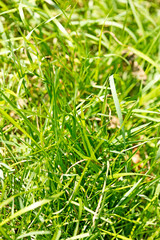 Grass macro background fifty megapixels