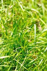 Grass macro background fifty megapixels