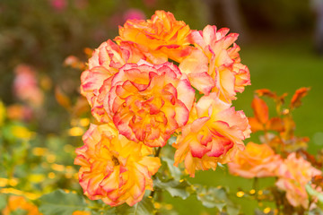 sunset and orange flowers in the garden