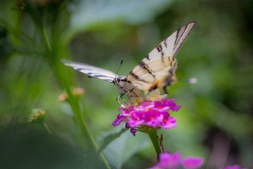 Close-up of Scarce Swallowtail butterfly (Iphiclides podalirius) on a pink yellow Lantana flower.