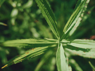 Green branch of a plant close-up on a sunny day.