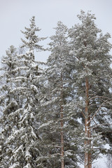 Calm cloudy winter day and treetops covered in snow