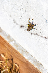 Giant brown grasshopper on a concrete fence at the village of Krum, Southern Bulgaria, shallow depth of field, selective focus, portrait view