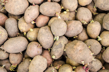 Texture of a lot of potatoes