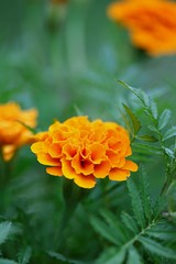 Pomarańczowy kwiat